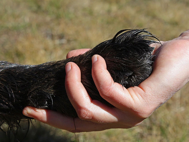 Gouttes de la Terre - Communication animale